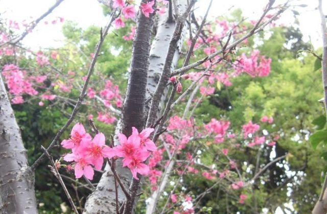 台湾山桜.jpg