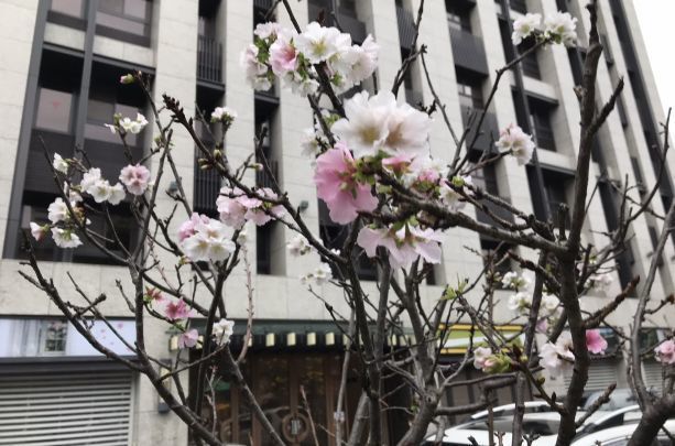 台湾桜2020 03 a.jpg