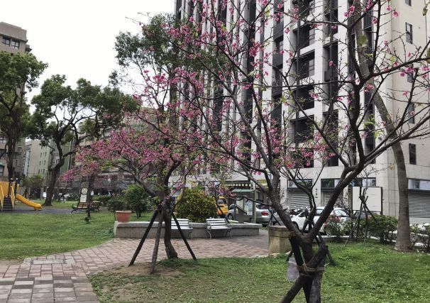 台湾桜2020 03b.jpg