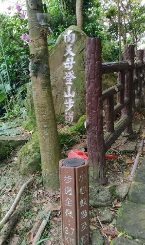 油桐花五月雪5.jpg