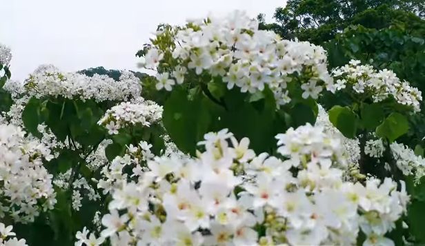 油桐花2.jpg