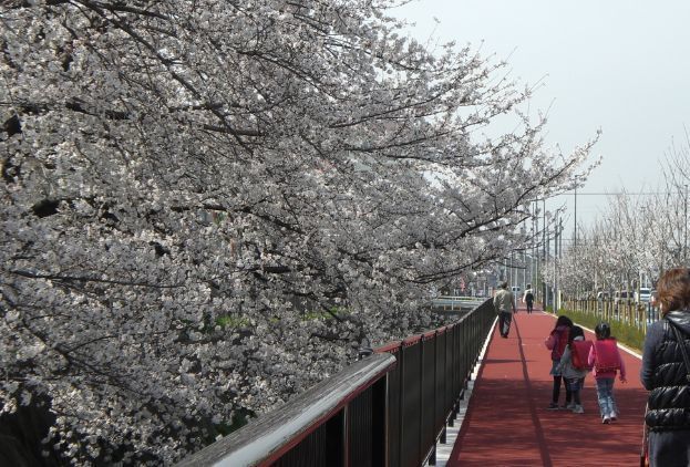 近所の桜.jpg